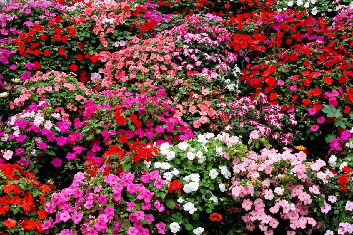 Impatiens (Impatiens Flower) seeds for planting in home garden