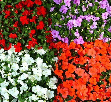 Impatiens Impreza Red Seeds for Planting Bold Shade Garden Flowers