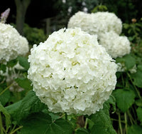 Incrediball Hydrangea seeds for planting in home gardens and landscape borders.
