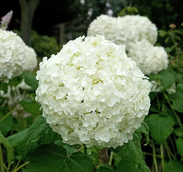 Incrediball Hydrangea seeds for planting in home gardens and landscape borders.