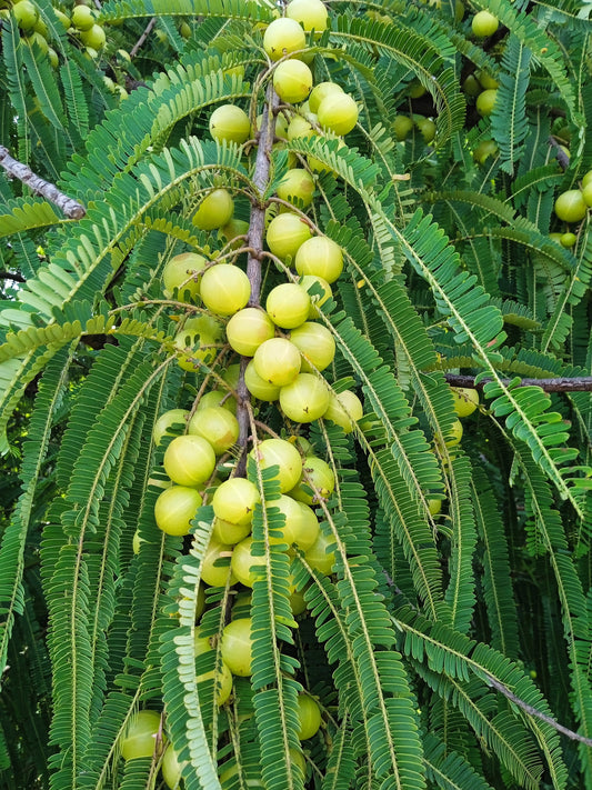 Indian Gooseberry (Phyllanthus emblica) seeds for planting