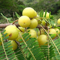 Indian Gooseberry tree growing in a sunny outdoor garden landscape.