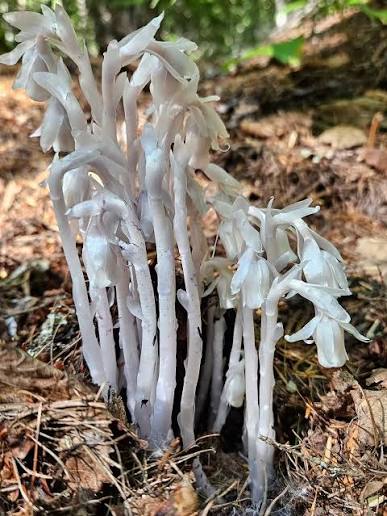 Indian Pipe plants emerging from leaf litter in a forest garden.