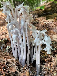 Indian Pipe plants emerging from leaf litter in a forest garden.