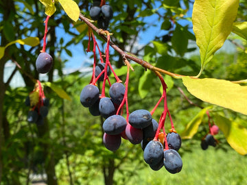 Indian Plum (Oemleria cerasiformis) seeds for planting