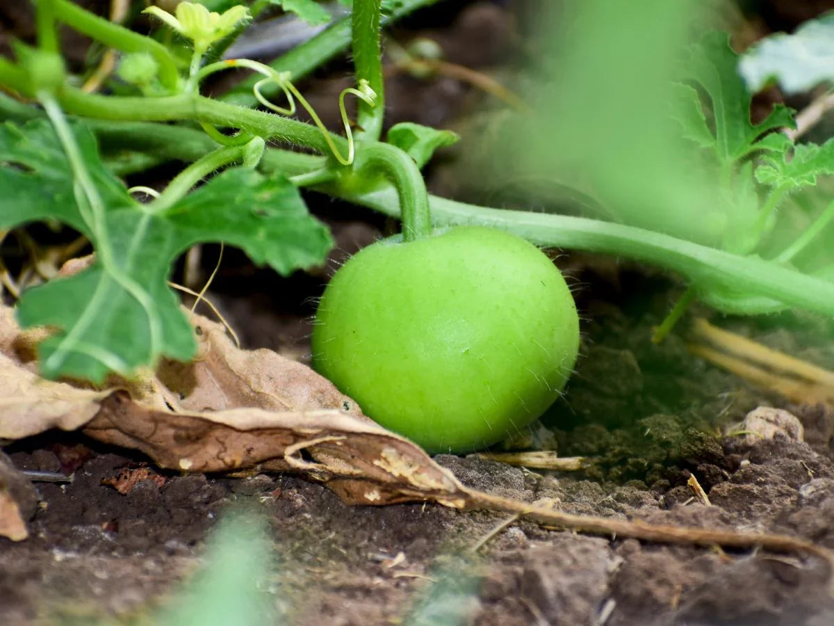 Indian Round Gourd growing on a vine in a sunny vegetable garden.