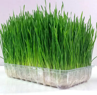 Healthy Cat Grass growing indoors in a bright location.