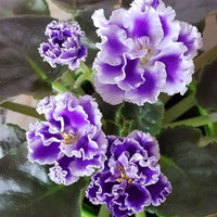 Saintpaulia White Violet Flowers in Indoor Garden