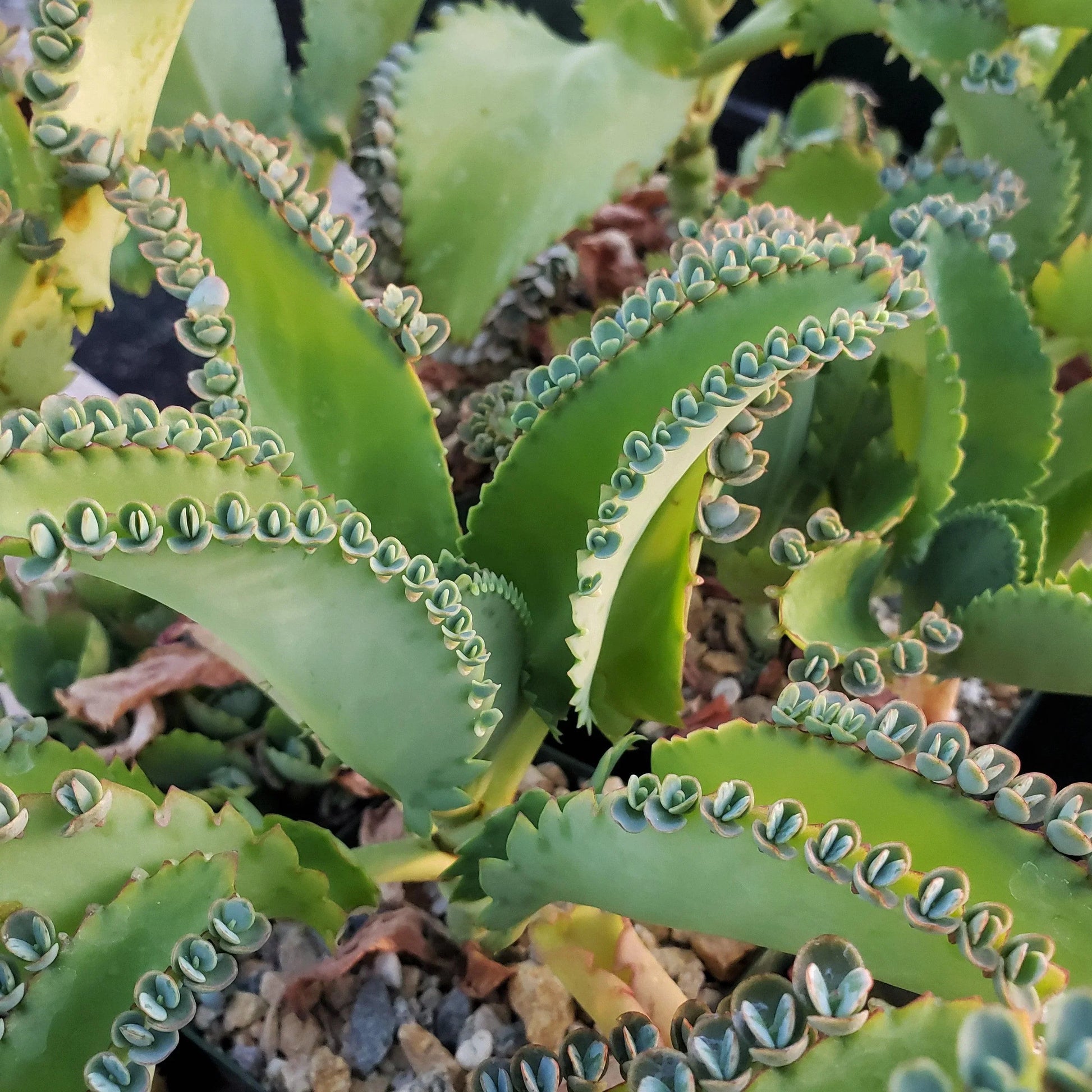 Indoor Green Kalanchoe Succulent Décor