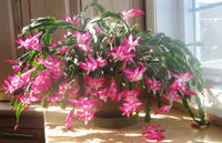 Mixed Schlumbergera in Indoor Container