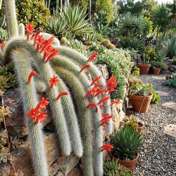 Unique Monkey Tail Cactus live plant ideal for hanging planters and home décor.