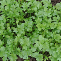 Cress plants growing in raised beds, pots, and kitchen gardens