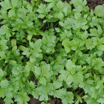 Cress plants growing in raised beds, pots, and kitchen gardens