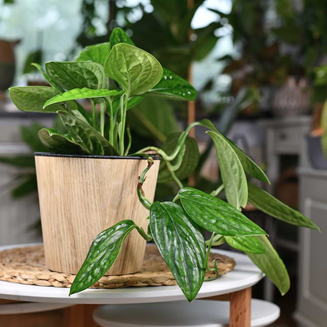 Tropical Monstera Peru plant suitable for pots, patios, balconies, and home garden displays.