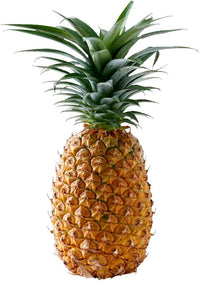 Pineapple plant growing indoors near window