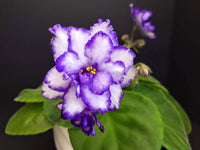Indoor Saintpaulia Plant Growing from Seeds