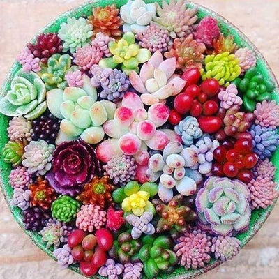 100 Pcs