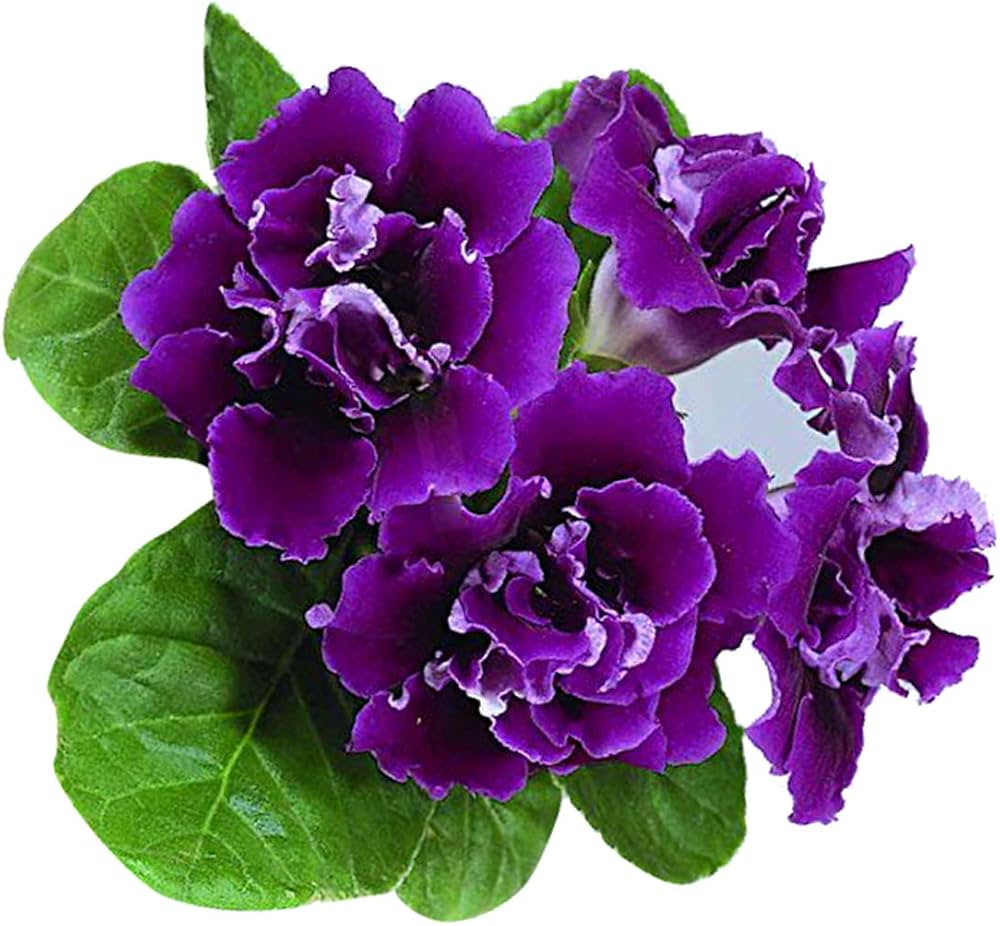Indoor White Gloxinia Seeds