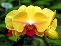 Indoor Yellow Butterfly Orchid Plant