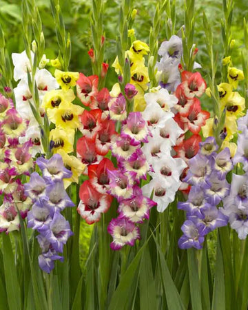 Mixed Gladiolus Flower seeds for Planting - Sun Loving, Heirloom & GMO Free Seeds for Home Garden