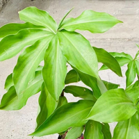 Insulin Plant seeds for growing tropical ornamental plants in home gardens.