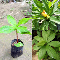 Healthy Insulin Plant growing in a decorative outdoor container.