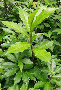 Insulin Plant seeds for planting in home gardens and containers.