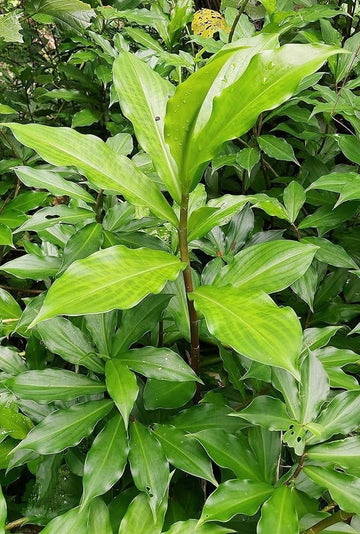 Insulin Plant seeds for planting in home gardens and containers.