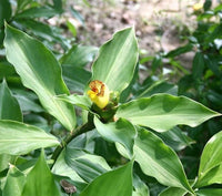 Insulin Plant seeds for planting in home gardens and containers.