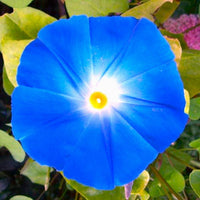 Ipomoea tricolor vine covered with sky-blue trumpet-shaped flowers.