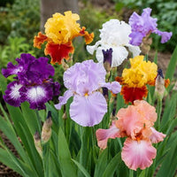 Mixed Bearded Iris bulbs for garden planting