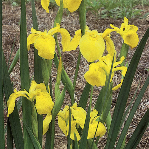 Flag Flower seeds for Planting - Wildflower Mix, Heirloom & GMO Free Seeds for Home Garden
 
 Sale seeds for home garden