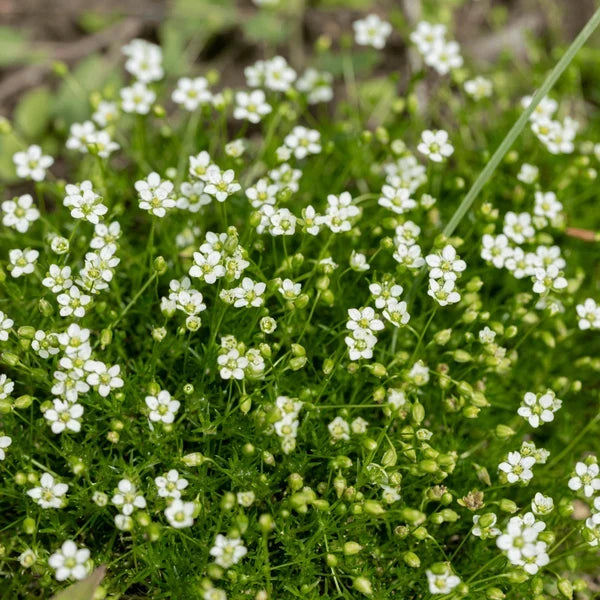 Irish Moss with dense green groundcover foliage