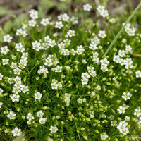 Irish Moss with dense green groundcover foliage