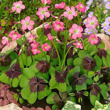 Iron Cross Oxalis bulbs for outdoor garden planting.