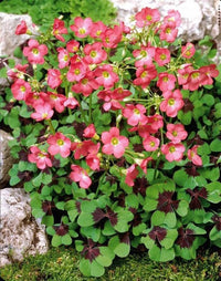 Iron Cross Oxalis with clover-shaped leaves and pink flowers.