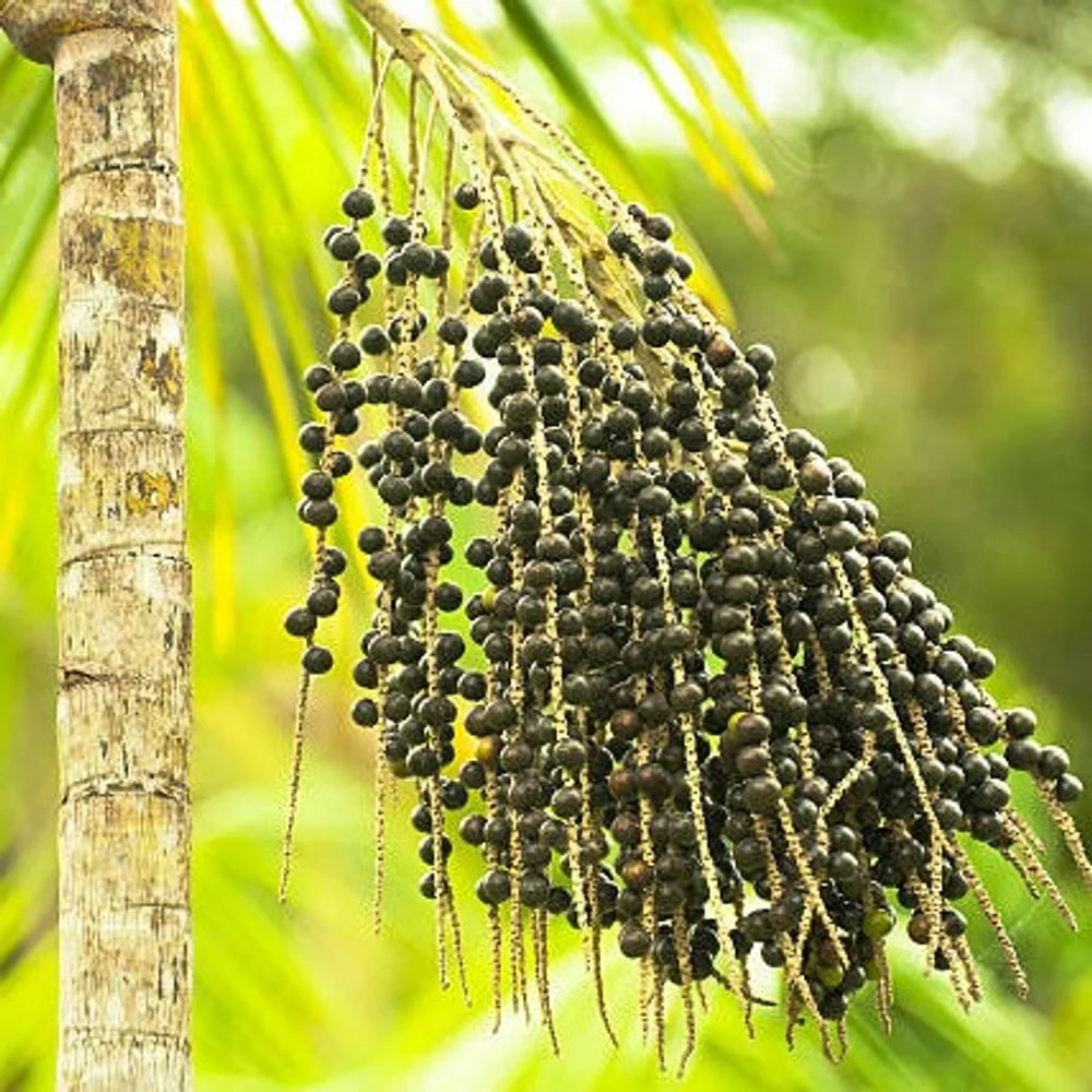 Acai Berry Seeds Collection – Tropical Fruit Planting Variety for Home Gardens