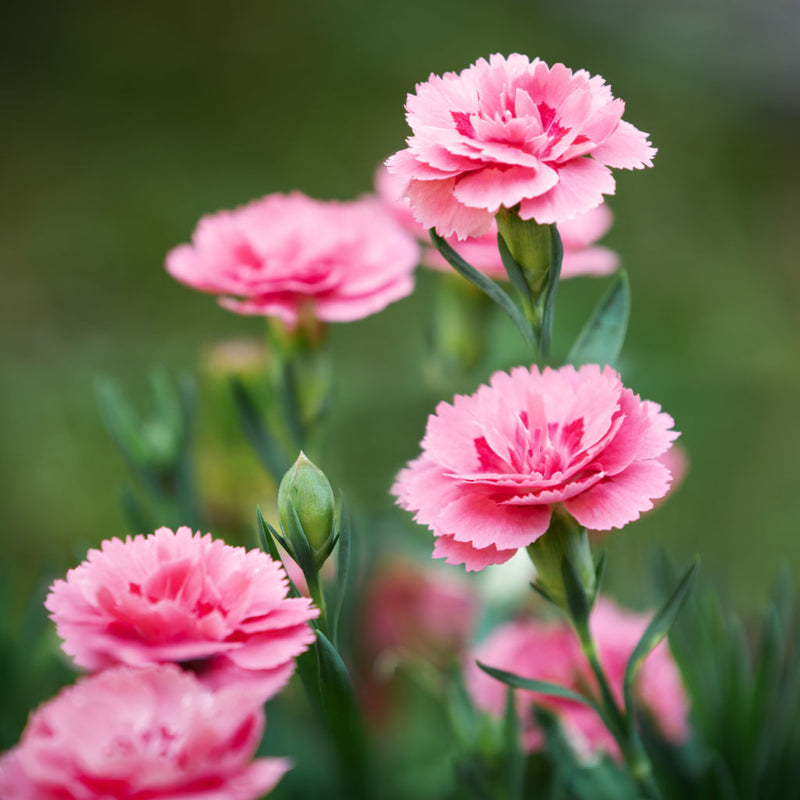 Carnation Dianthus Flower seeds for Planting Pollinator Friendly Heirloom & GMO Free Seeds for Home Garden
