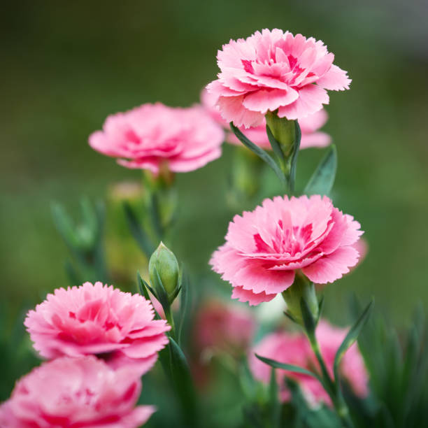 Pink Carnation Flower seeds for Planting Colorful Display Heirloom & GMO Free Seeds for Home Garden 
 
 Sale
