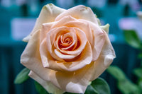 White and Brown Rose Flower seeds for Planting - Shade Tolerant, Heirloom & GMO Free Seeds for Home Garden