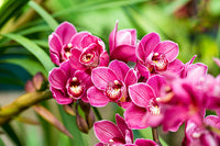Nema Cymbidium Orchid Flower seeds for Planting - Drought Tolerant, Heirloom & GMO Free Seeds for Home Garden