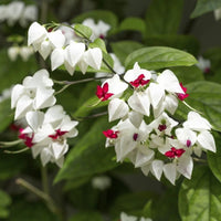 Clerodendrum Flower seeds for Planting Wildflower Mix Heirloom & GMO Free Seeds for Home Garden 
 
 Sale