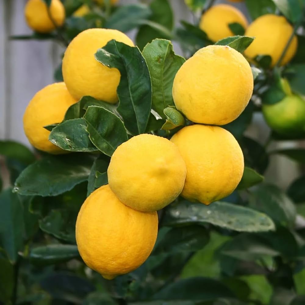 Italian Femminello lemon tree with bright yellow citrus fruit