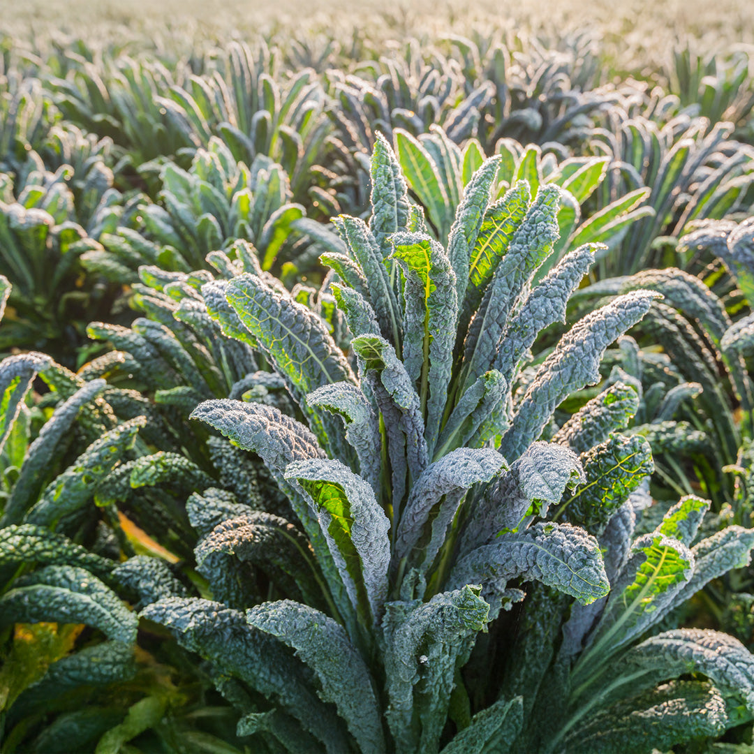Italian Nero Di Toscana kale growing in raised beds and garden containers