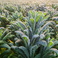 Italian Nero Di Toscana kale growing in raised beds and garden containers