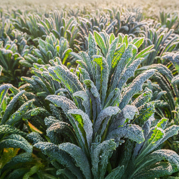 Italian Nero Di Toscana kale growing in raised beds and garden containers