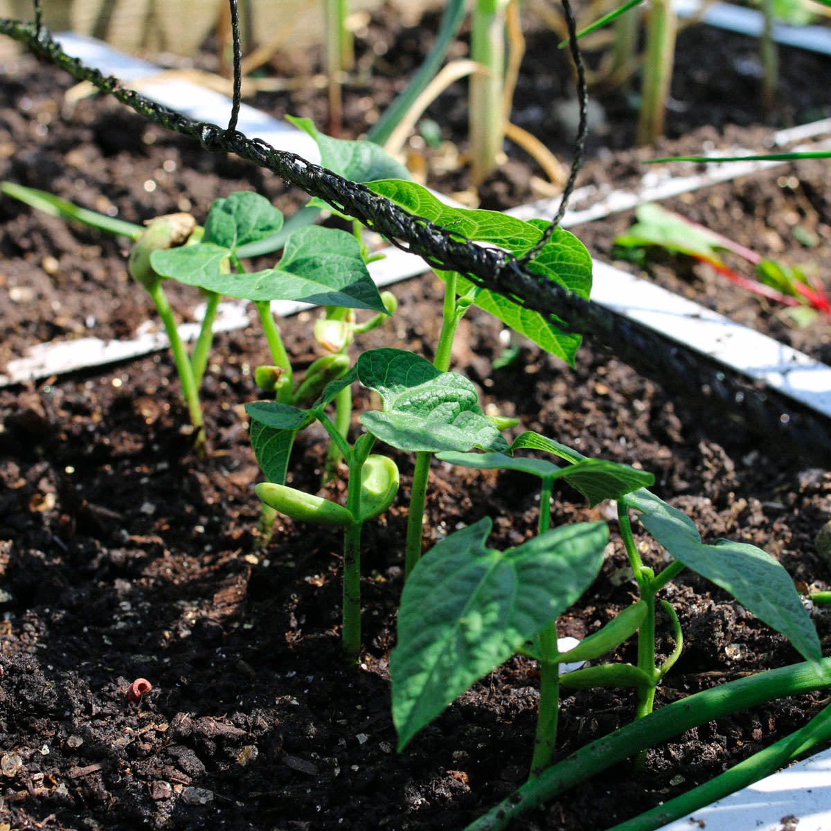 Italian Romano pole bean plants growing vertically on a garden trellis with broad green pods.