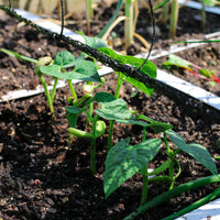 Italian Romano pole bean plants growing vertically on a garden trellis with broad green pods.