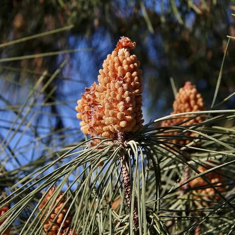 Italian Stone Pine tree with a broad umbrella-shaped canopy in a landscape.