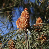 Italian Stone Pine tree with a broad umbrella-shaped canopy in a landscape.